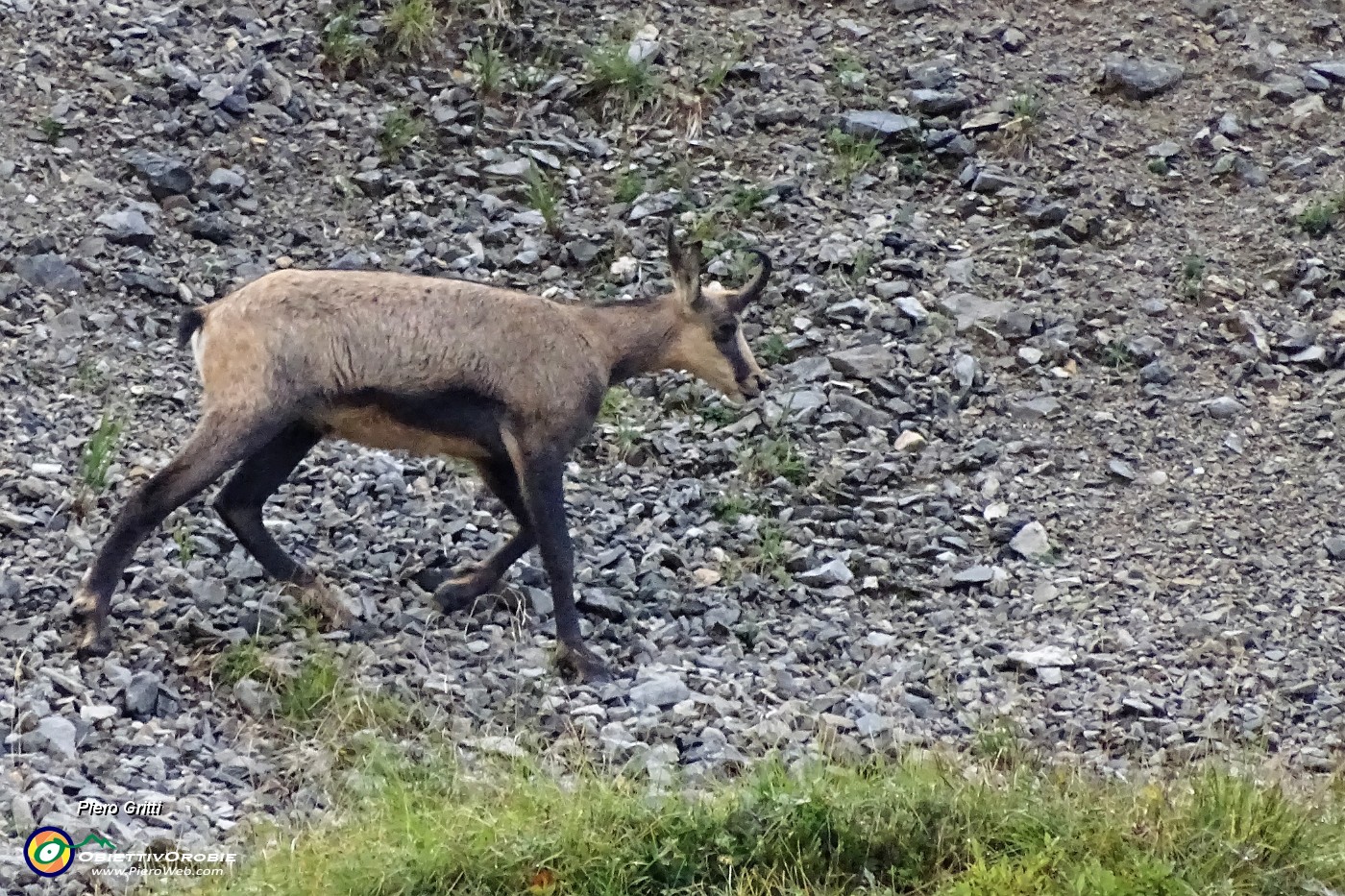 15 Camosci alla ricerca di pascolo.JPG